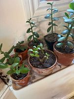 All seven potted jade plants on tray near window