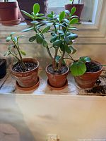 Three potted plants on windowsill