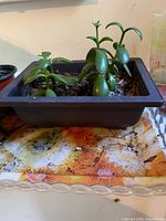 Rectangular planter with jade succulents on tray