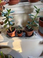 Front view of three potted jade plants on metal tray