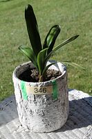 Whole potted Clivia showing leaves and planter