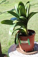 Full view of Clivia plant and pot