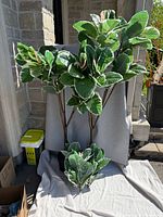 Tall and small artificial rubber plants positioned on cloth backdrop outdoors