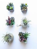 All six artificial plant displays arranged for overview