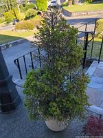 Full view of potted evergreen tree at front porch