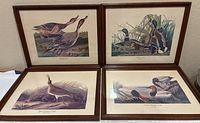 Group shot of four framed Audubon prints