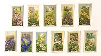 Fronts of all 11 Wild Flowers tobacco cards
