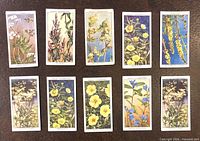 Front view of ten Wild Flowers cigarette cards in two rows