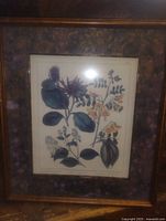 Overall view of framed botanical lithograph