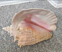 Side view showing pink interior and overall form