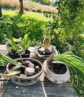 Group of five potted plants: aloe, oregano, spider plant, two cacti on picnic table