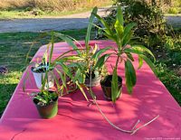 Group of four potted houseplants on red table outdoors