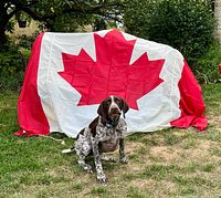 Full view of Canadian flag draped to show size and design