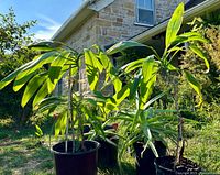 Five potted plants including 3 aloes with slender leaves and 2 ti trees with broad leaves