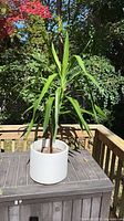 Yucca plant in ceramic planter on deck table full view