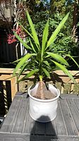 Full view of yucca plant in cream ceramic pot on table