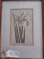 Full view of framed hand-coloured iris print