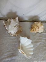 All three seashells grouped