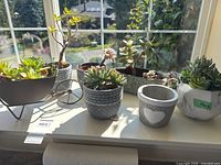 Overview of five planters on windowsill