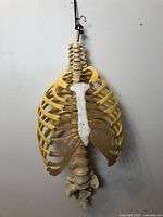 Full view of hanging life-size torso skeleton showing rib cage, spine and pelvis