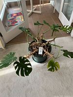 Full view of potted Monstera plant