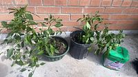 Overall view of two potted chili plants and fertilizer container