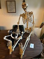 4 ft skeleton seated on table, limbs visible