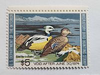 Front of 1974 $5 migratory bird hunting stamp showing Steller’s Eider, perforations visible