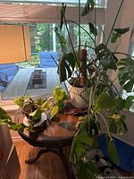 Monstera deliciosa and heart-leaf philodendron on table near window