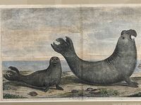 Close-up of engraving showing two sea lions and coloring detail