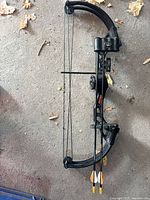 Full view of Bear compound bow with two arrows