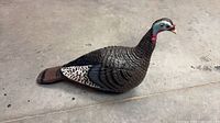 Left side view of full-body plastic turkey decoy