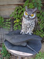 Owl and crow decoys on surface outdoors