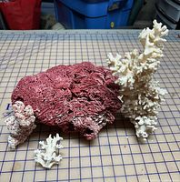 Group shot showing one red plating coral and three white branching coral pieces on grid surface