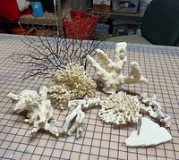 assorted white coral fragments and one dark sea fan laid on grid table