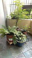 All four potted plants grouped on patio