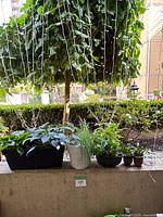 All five potted plants on patio ledge