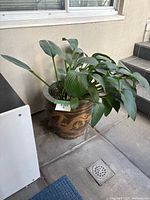 Planter with hosta placed by entryway