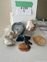 Group shot of all minerals and seashells on mantle