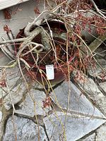 Top view showing Japanese maple branches in ceramic pot