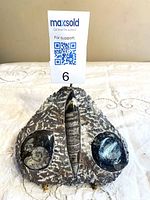 Front view showing orthoceras and two ammonites in matrix