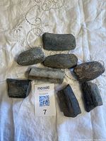 Eight rib fossils laid out on cloth with size reference card