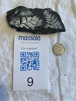 Shale fragment with fern fossil beside coin for scale