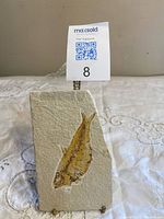 Front view of fossil slab on stand showing fish fossil