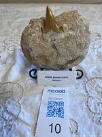 front view of fossil tooth embedded in stone on stand, label visible