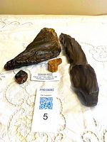 All four petrified wood pieces with ID card and scale