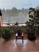 Overview of all three potted plants and stand by window
