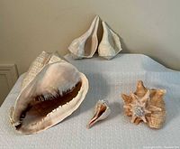 group shot of all five shells on table