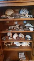 Full view of shelves containing shells, coral, driftwood and rock specimens