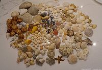 Wide view of entire assortment spread on countertop showing variety of shells, coral pieces and starfish